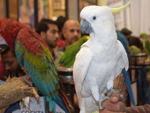 pet-show-amanah-mall